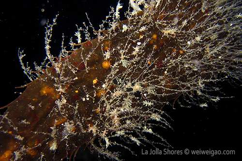 A large number of baby Dendronotus frondosus can be seen.