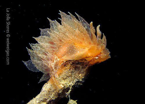 A Dirona picta at the shores.