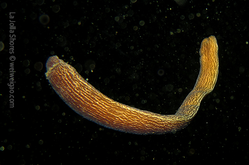 An unidentified worm