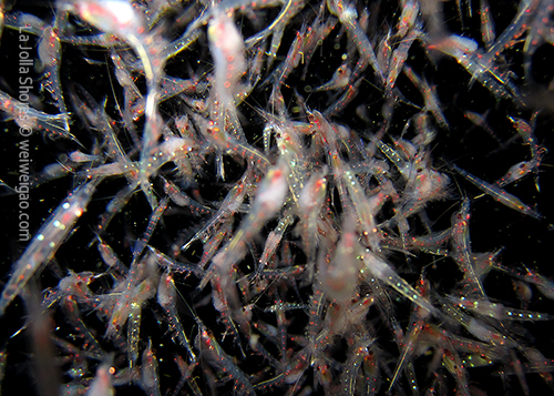 A lot of krill tonight