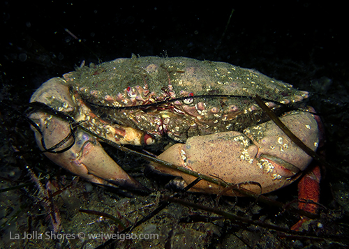 A yellow crab hanging out at the crap patch.