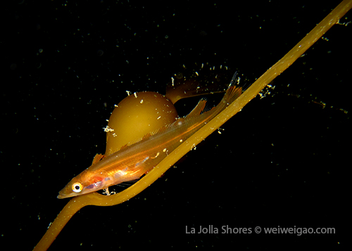 A juvenile giant kelp fish using the kelp as the shelter.
