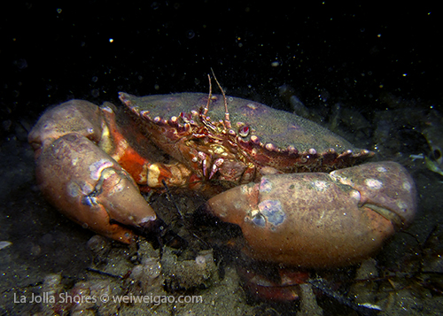 A big yellow crab on my way to the secret garden.