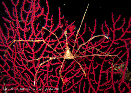Red gorgonian and a panamic arrow crab