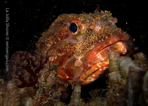 The same scorpion fish a I saw two days ago.