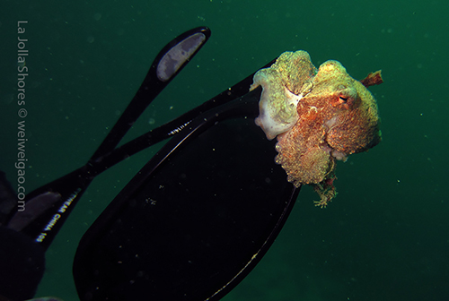 A octopus on a pair of glasses.