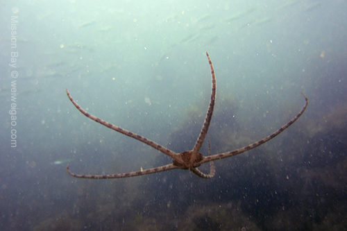 A bristol starfish