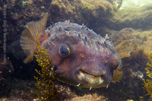 A puffer fish spotted by Mike at Mission Bay