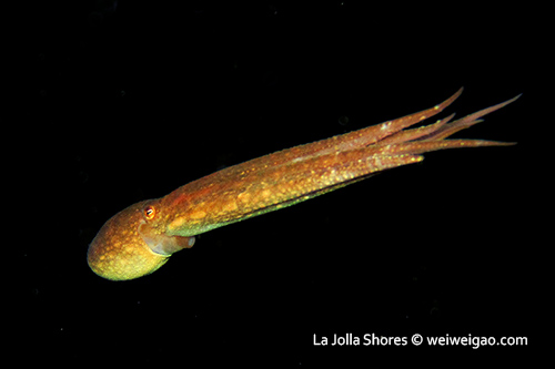 At night, an octopus flies by