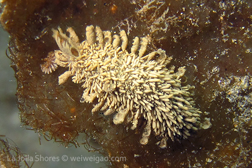 A Flabelliderma papillosa at the shores.