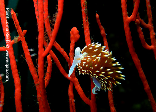 A Hermissenda crassicornis on red gorgonian
