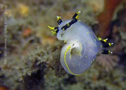 A three-colored polycera laying eggs