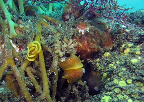 A mating pair of white spotted porostome