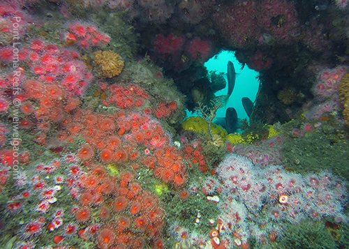 Main Channel at Point Loma