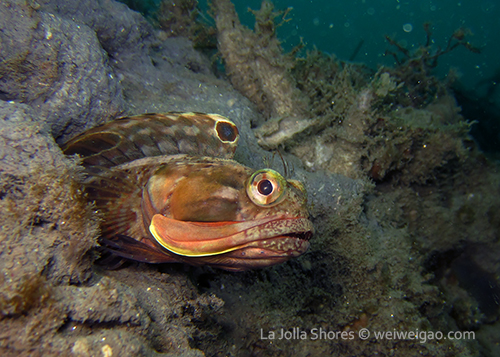 A sarcastic fringehead at the canyon wall.
