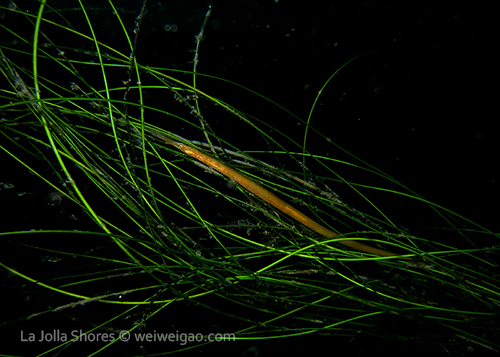 A pipefish hidding itself in eel grass. They make beautiful patterns.