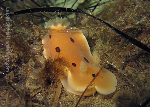 A San Diego Dorid crawling at the crap patch
