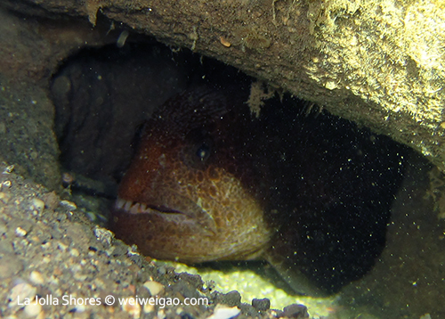 A juvenile wolf eel at the shores near V point