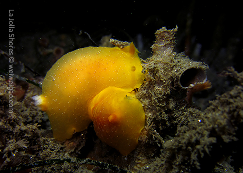 A mating pair of white-spotted Porostome