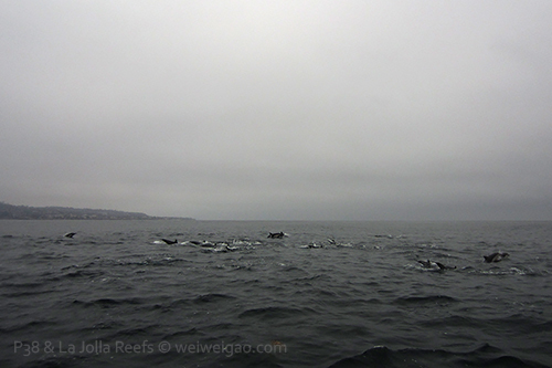 We were greated by a large pod of dolphins
