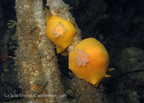 A mating pair of yellow dorids at the secret garden