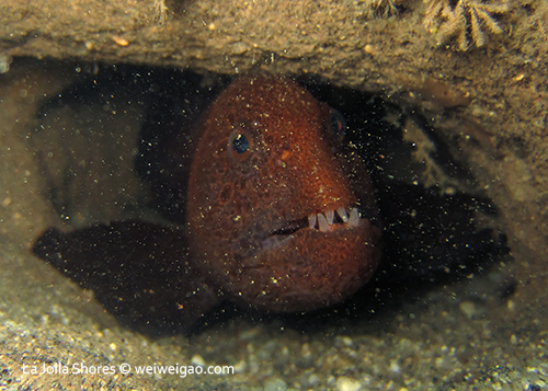 The wolf eel at the V point