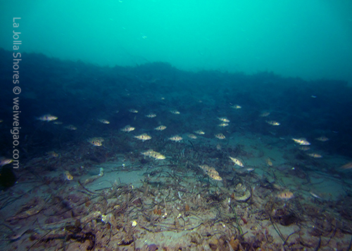 A school of juvenile rock fish near the main draw