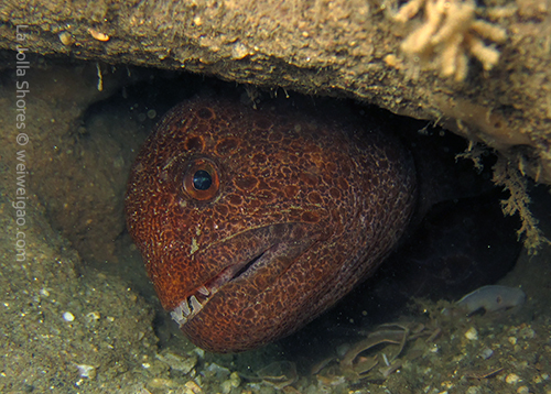 The wolf eel near the V point