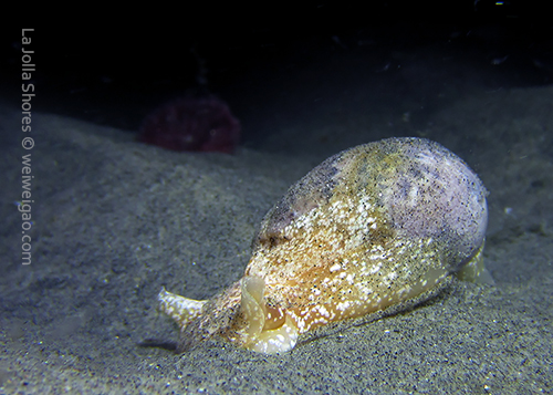 A bubble snail shoveling into the sand