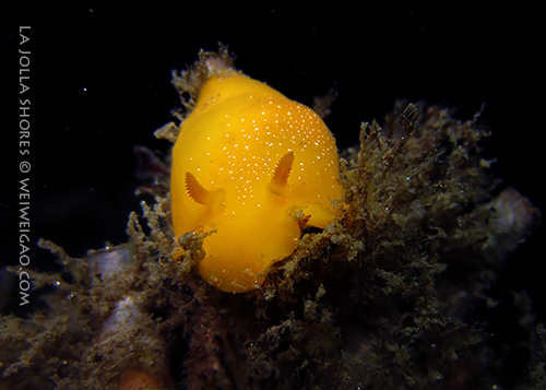 A yellow dorid (white spotted porostome) at the shores