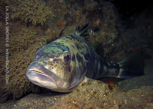 A spotted sea bass