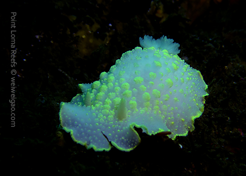 A big yellow edged cadlina at Three Fingers reef of Point Loma