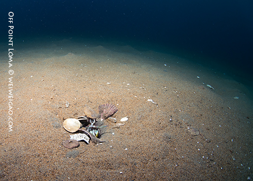 A large mantis shrimp found at the sandy bottom