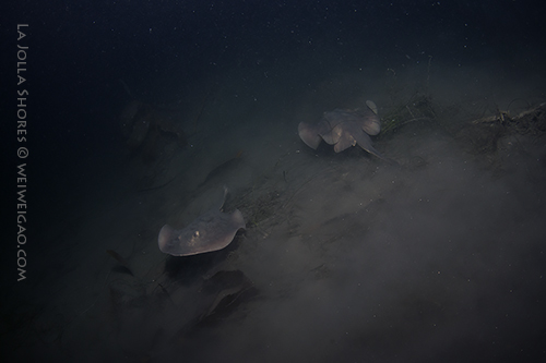 Round stringray cruising along the canyon wall