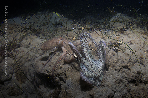 A brief encounter of two octopuses.