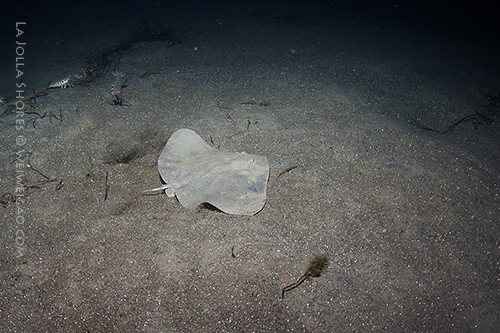 A baby bufferfly ray came by while I was adjusting my strobes.