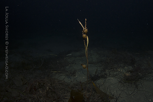 A pipe fish on a piece of kelp.