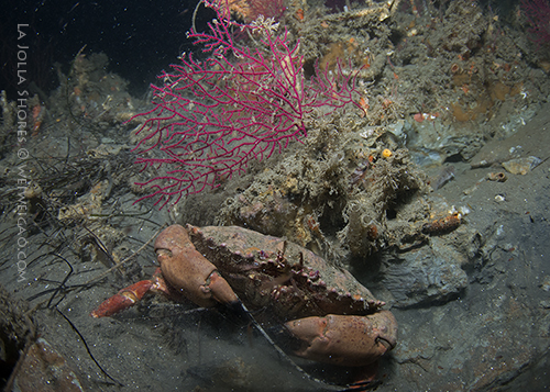 Red gorgonian and brown crab at the secrete garden