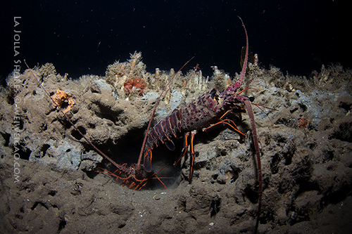 The north side of the V point. The canyon was full of life.