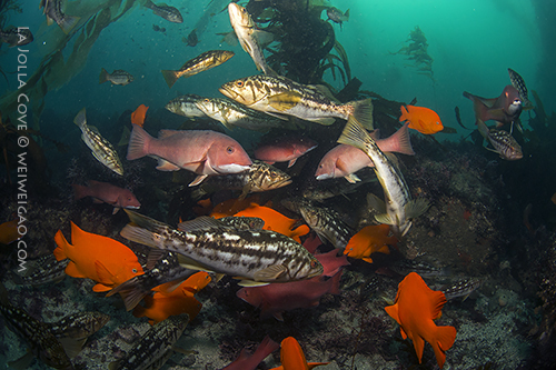 A school of fish at the cove