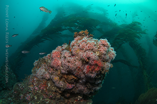 Main Channel at Point Loma