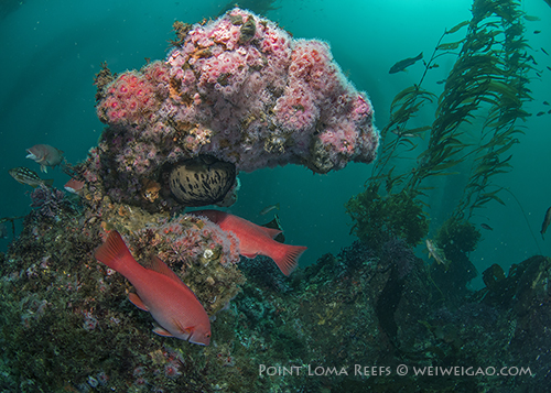 Christmas Reef at Point Loma