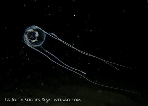 I came across this box jellyfish at the sandy flat.
