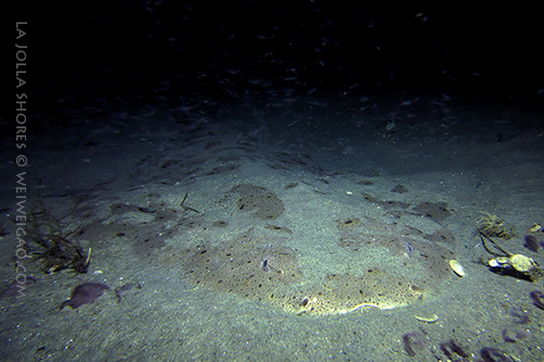 I saw this angel shark right before the slope to the crap patch.