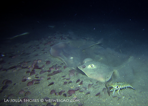 The stingrays are active recently.
