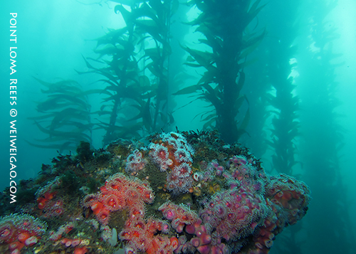 Beautiful reefs at Point Loma