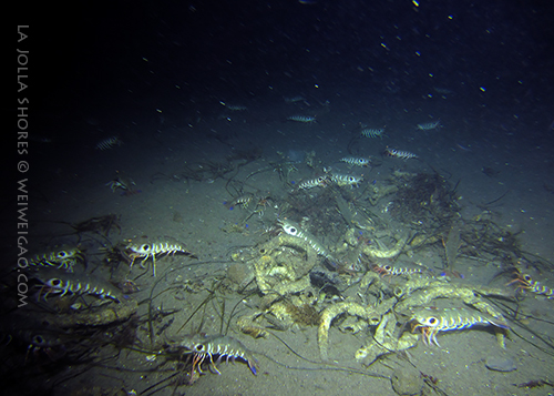 The ground near the main wall was covered with target shrimps.