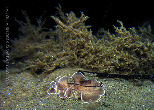 A polycad flatworm at the canyon wall