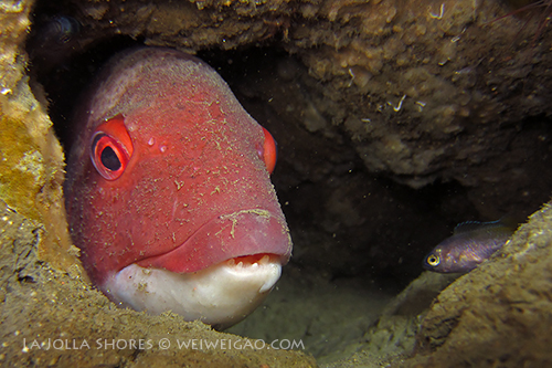 A sheephead staring at a rockfish