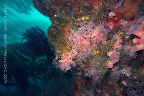 Point Loma Reefs